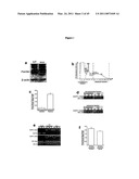 METHODS AND COMPOSITIONS FOR TRANSLATIONAL PROFILING AND MOLECULAR PHENOTYPING diagram and image