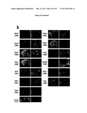 METHODS AND COMPOSITIONS FOR TRANSLATIONAL PROFILING AND MOLECULAR PHENOTYPING diagram and image