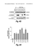 ANTI-INFLAMMATORY COMPOUNDS AND USES THEREOF diagram and image