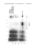 IDENTIFICATION AND USE OF SMALL MOLECULES TO MODULATE TRANSCRIPTION FACTOR FUNCTION AND TO TREAT TRANSCRIPTION FACTOR ASSOCIATED DISEASES diagram and image