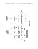 IDENTIFICATION AND USE OF SMALL MOLECULES TO MODULATE TRANSCRIPTION FACTOR FUNCTION AND TO TREAT TRANSCRIPTION FACTOR ASSOCIATED DISEASES diagram and image