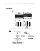 MicroRNA (miRNA) And Downstream Targets For Diagnostic And Therapeutic Purposes diagram and image