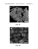 POROUS SCAFFOLDS FOR STEM CELL RENEWAL diagram and image