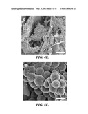 POROUS SCAFFOLDS FOR STEM CELL RENEWAL diagram and image