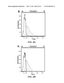 POROUS SCAFFOLDS FOR STEM CELL RENEWAL diagram and image