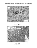 POROUS SCAFFOLDS FOR STEM CELL RENEWAL diagram and image