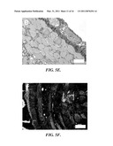 POROUS SCAFFOLDS FOR STEM CELL RENEWAL diagram and image