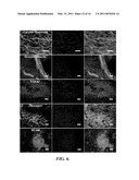 POROUS SCAFFOLDS FOR STEM CELL RENEWAL diagram and image