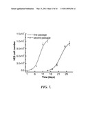 POROUS SCAFFOLDS FOR STEM CELL RENEWAL diagram and image