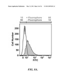 POROUS SCAFFOLDS FOR STEM CELL RENEWAL diagram and image