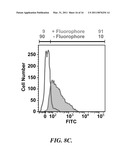 POROUS SCAFFOLDS FOR STEM CELL RENEWAL diagram and image