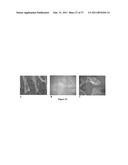 Mixed Cell Populations For Tissue Repair And Separation Technique For Cell Processing diagram and image