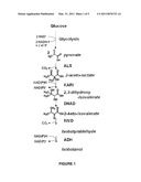 CYTOSOLIC ISOBUTANOL PATHWAY LOCALIZATION FOR THE PRODUCTION OF ISOBUTANOL diagram and image