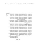 NUCLEIC ACID AND AMINO ACID SEQUENCES ENCODING HIGH-LEVEL EXPRESSOR FACTOR VIII POLYPEPTIDES AND METHODS OF USE diagram and image