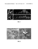 Modulation of plant cell number diagram and image