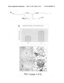 Modulation of plant cell number diagram and image