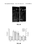 Modulation of plant cell number diagram and image