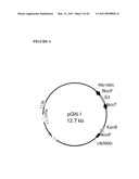 MULTI EPITOPE VACCINE FOR POULTRY diagram and image