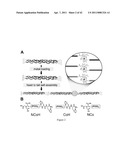 COLLAGEN PEPTIDE CONJUGATES AND USES THEREFOR diagram and image