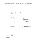 ANTIGENIC COMPLEX FOR THE DIAGNOSIS AND TREATMENT OF PORPHYROMONAS GINGIVALIS INFECTION diagram and image