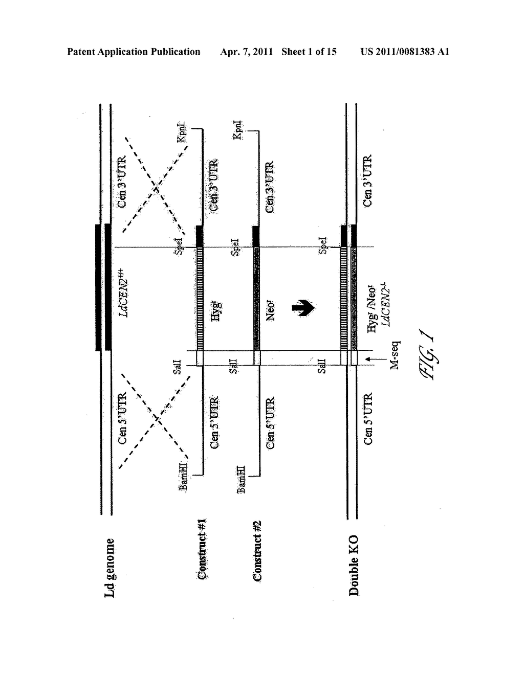 LIVE ATTENUATED LEISHMANIA VACCINES - diagram, schematic, and image 02