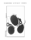 POTATO PRODUCTS WITH ENHANCED RESISTANT STARCH CONTENT AND MODERATED GLYCEMIC RESPONSE AND METHODS THEREOF diagram and image