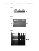 CELL LINE STABLY EXPRESSING MUTATED ONCOPROTEIN E6 AND METHOD OF SCREENING ANTICANCER COMPOUND OF UTERINE CERVICAL CANCER USING THE SAME diagram and image