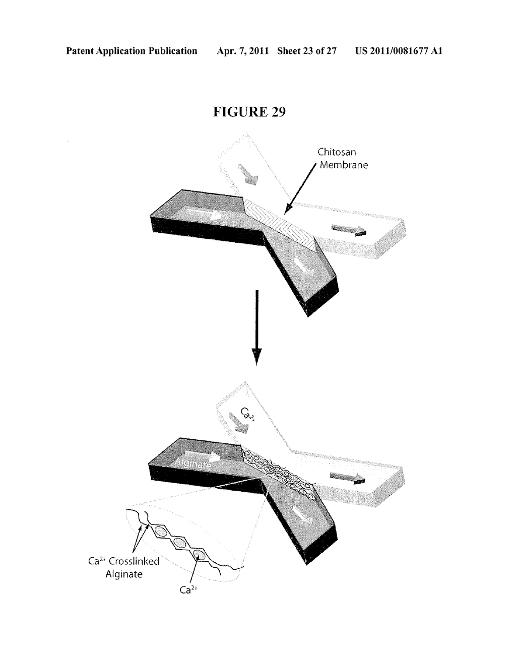 Active Microfluidic Membranes - diagram, schematic, and image 24