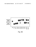 Chimeric isoprenoid synthases and uses thereof diagram and image