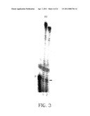 THERMOSTABLE REVERSE TRANSCRIPTASES AND USES THEREOF diagram and image