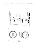 SYSTEM FOR PACKAGING HIGH-CAPACITY ADENOVIRUSES diagram and image