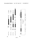 SYSTEM FOR PACKAGING HIGH-CAPACITY ADENOVIRUSES diagram and image