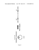 SYSTEM FOR PACKAGING HIGH-CAPACITY ADENOVIRUSES diagram and image