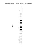 CYSTIC FIBROSIS TRANSMEMBRANE CONDUCTANCE REGULATOR GENE MUTATIONS diagram and image