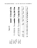 NUCLEIC ACIDS AND CORRESPONDING PROTEINS ENTITLED 158P3D2 USEFUL IN TREATMENT AND DETECTION OF CANCER diagram and image