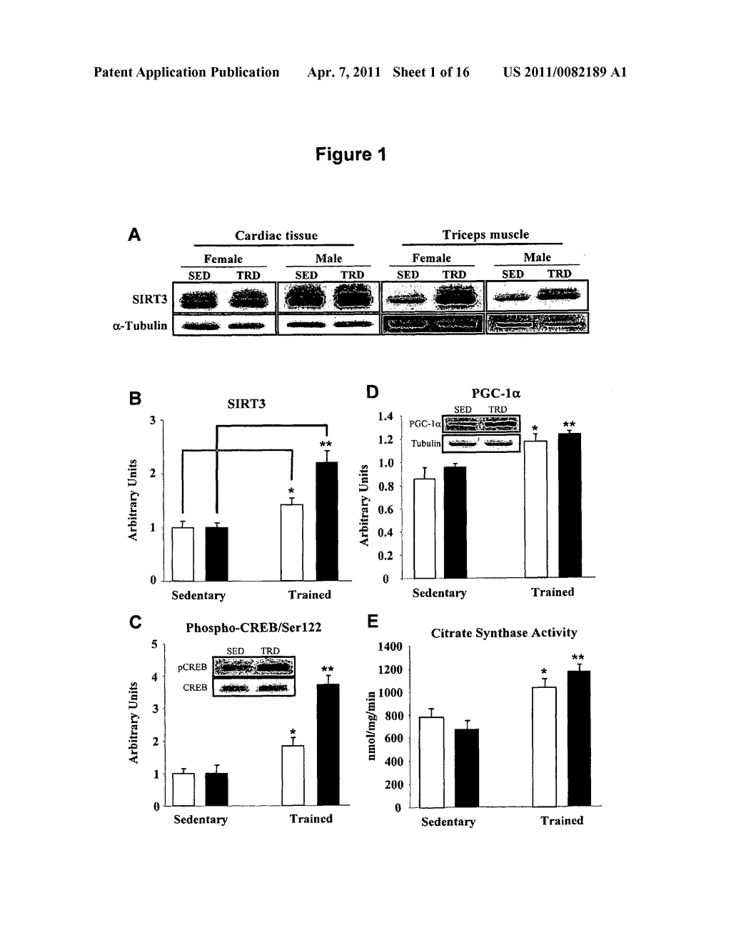 USE OF COMPOUNDS ACTIVATING SIRT-3 FOR MIMICKING EXERCISE - diagram, schematic, and image 02