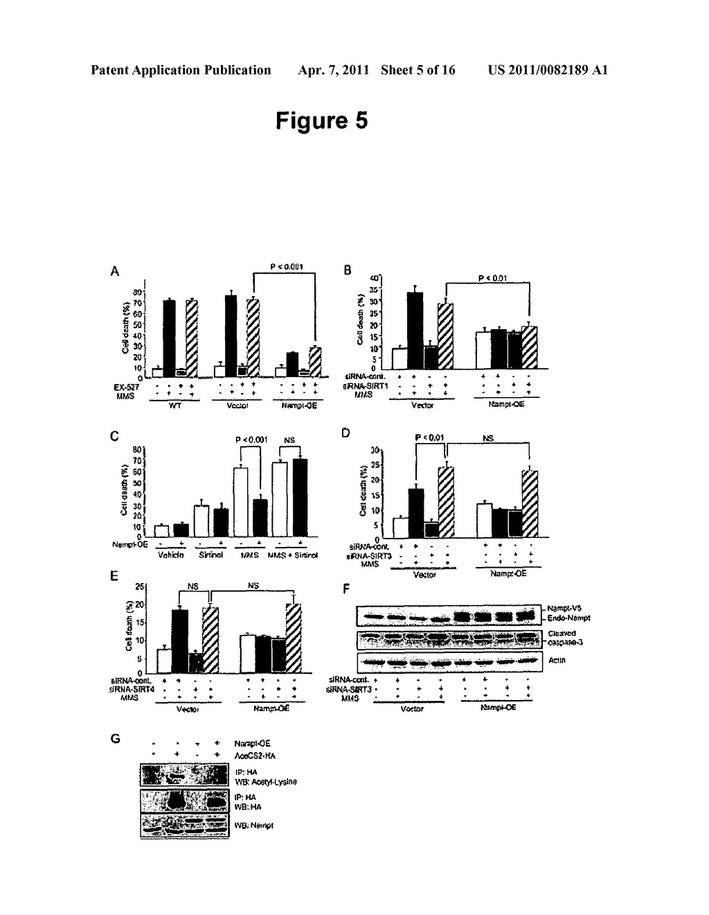 USE OF COMPOUNDS ACTIVATING SIRT-3 FOR MIMICKING EXERCISE - diagram, schematic, and image 06