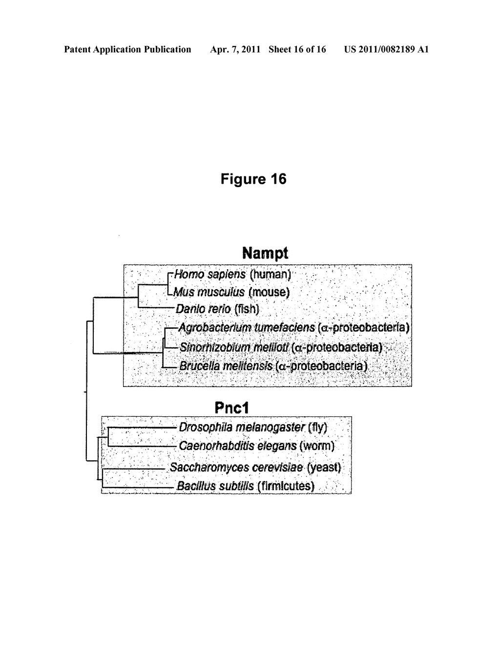 USE OF COMPOUNDS ACTIVATING SIRT-3 FOR MIMICKING EXERCISE - diagram, schematic, and image 17