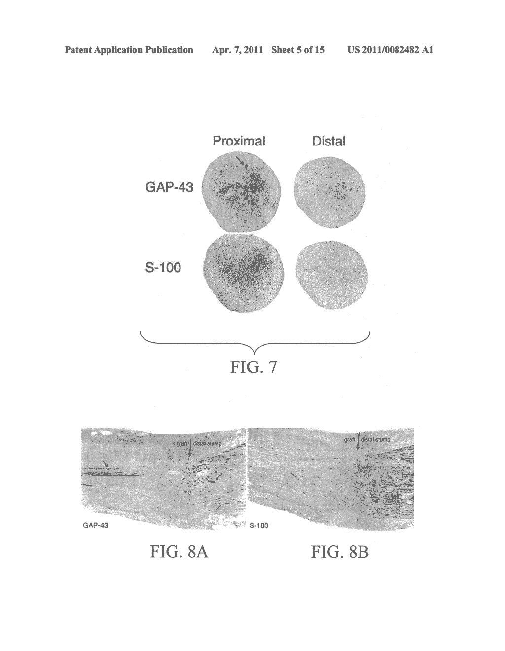 Materials and Methods for Nerve Repair - diagram, schematic, and image 06