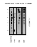 COMPOSITION AND METHOD FOR THE REPAIR AND REGENERATION OF CARTILAGE AND OTHER TISSUES diagram and image