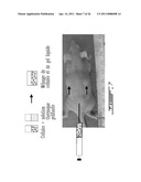 COMPOSITION AND METHOD FOR THE REPAIR AND REGENERATION OF CARTILAGE AND OTHER TISSUES diagram and image