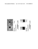 COMPOSITION AND METHOD FOR THE REPAIR AND REGENERATION OF CARTILAGE AND OTHER TISSUES diagram and image