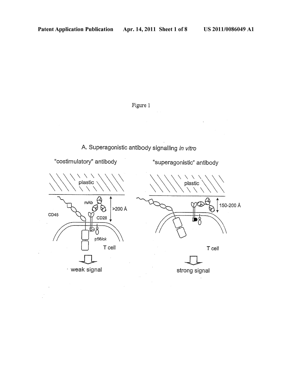 Receptor Modulators - diagram, schematic, and image 02