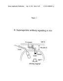 Receptor Modulators diagram and image