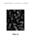 FIBROUS ANTIMICROBIAL MATERIALS, STRUCTURES, AND BARRIER APPLICATIONS diagram and image