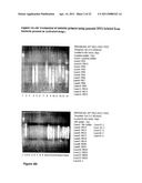 METHOD FOR THE SCREENING OF BACTERIAL ISOLATES diagram and image