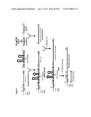 ISOLATION AND USE OF RYANODINE RECEPTORS diagram and image