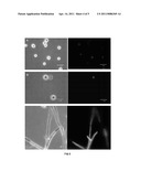 FLUORESCENT COMPOUNDS FOR THE DIAGNOSIS OF INFECTIONS, PRODUCTION METHOD, AND APPLICATIONS THEREOF diagram and image