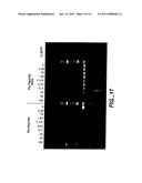 Chimeric Polymerases diagram and image