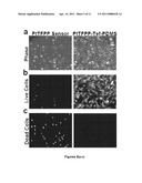 HIGHLY SENSITIVE OXYGEN SENSOR FOR CELL CULTURE diagram and image